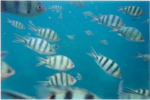 Rondreis kinderen Thailand snorkelen