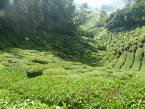Rondreis met Kinderen Maleisie theeplantage