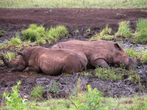 Vakantie Zuid Afrika neushoorn