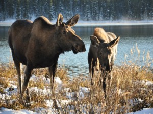 Canada Elanden