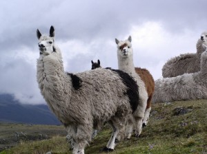 Ecuador Lama