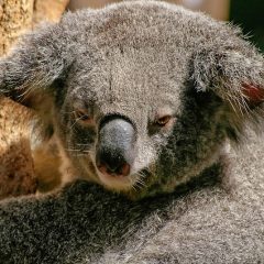 Australie Outback Familiereis: Australie, van Sydney naar Darwin