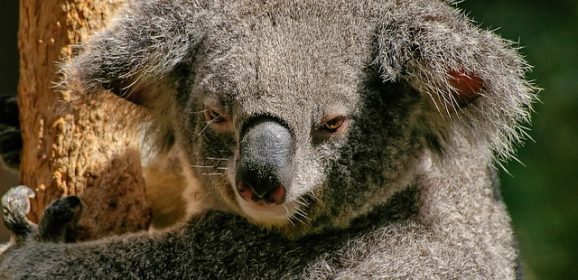 Australie Outback Familiereis: Australie, van Sydney naar Darwin