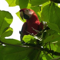 Familiereis Panama, Costa Rica & Nicaragua