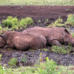 Zuid-Afrika – KwaZulu-Natal :Kruger met de kids: 16 dagen