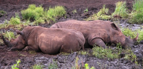 Zuid-Afrika – KwaZulu-Natal :Kruger met de kids: 16 dagen