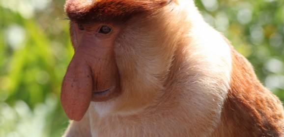 Maleisisch Borneo Familiereis: Naar het hart van Borneo