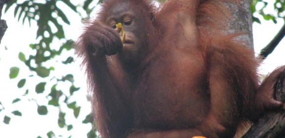 Djoser Junior Maleisie: 21 dagen