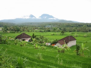 Indonesie rijstveld