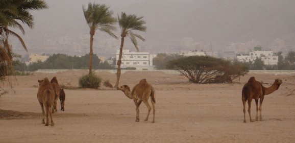 8-daagse familiegroepsrondreis Woestijnsprookjes