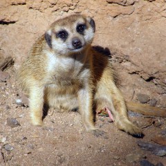 Tanzania Familiereis: Op avontuur door pure Afrikaanse wildernis