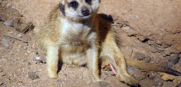 Tanzania Familiereis: Op avontuur door pure Afrikaanse wildernis