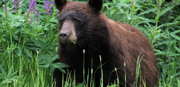 18-daagse familiegroepsrondreis Cowboys en Indianen