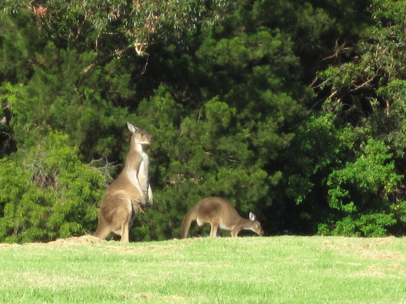 Australie kangaroe