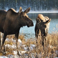 Individuele 19 daagse reis met kinderen in Canada