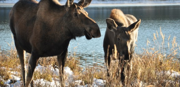 Individuele 19 daagse reis met kinderen in Canada