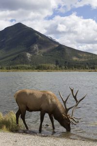 Canada met kinderen