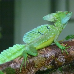 Individuele rondreis Costa Rica