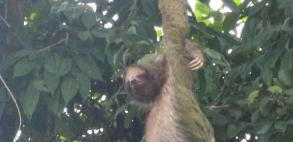 14-daagse familiegroepsrondreis Boomslingeren als Tarzan met Iberia