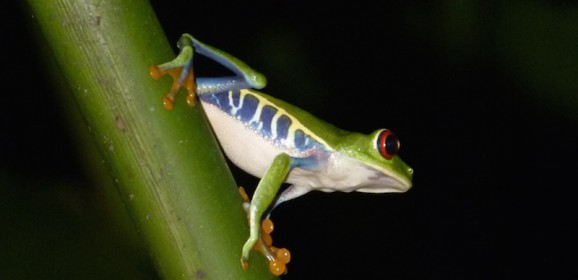 Costa Rica & Panama, 21 dagen
