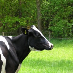 Ezelstocht door de Achterhoek