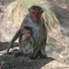 Djoser Junior Sri Lanka: 16 dagen